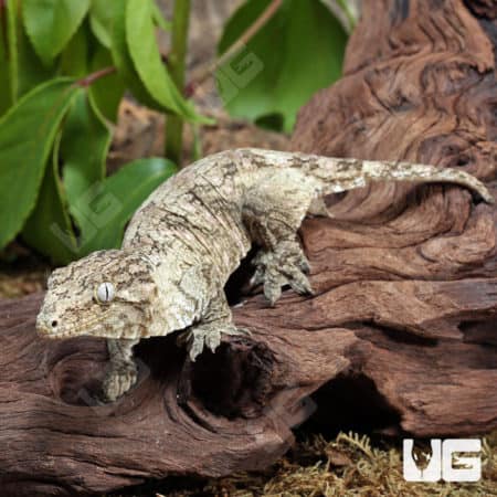 Sub-Adult Leachianus Geckos (Rhacodactylus leachianus) For Sale - Underground Reptiles