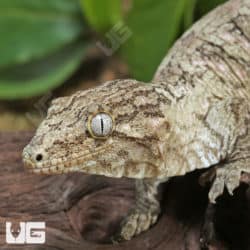 Sub-Adult Leachianus Geckos (Rhacodactylus leachianus) For Sale - Underground Reptiles