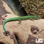 Lined Day Geckos (Phelsuma lineata) For Sale - Underground Reptiles