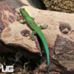 Lined Day Geckos (Phelsuma lineata) For Sale - Underground Reptiles