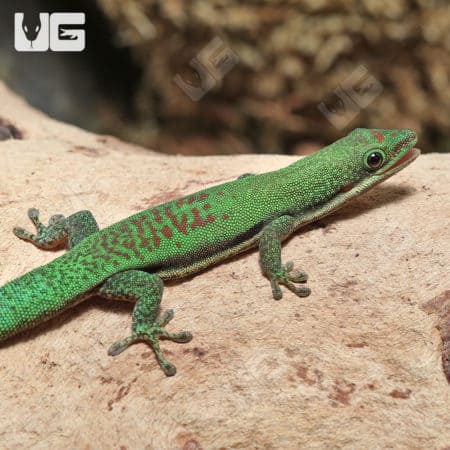 Lined Day Geckos (Phelsuma lineata) For Sale - Underground Reptiles