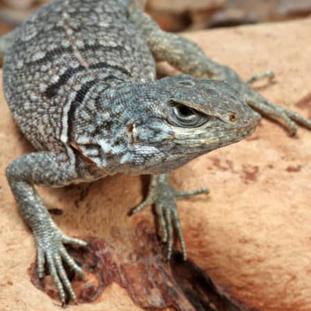 Madagascan Spiny Tail Iguanas (Cyclops) For Sale - Underground Reptiles