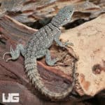 Madagascan Spiny Tail Iguanas (Cyclops) For Sale - Underground Reptiles