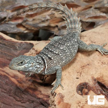 Madagascan Spiny Tail Iguanas (Cyclops) For Sale - Underground Reptiles