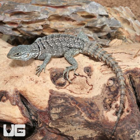 Madagascan Spiny Tail Iguanas (Cyclops) For Sale - Underground Reptiles
