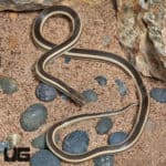 Madagascar Striped Snake (dromicodryas quadrilineatus) For Sale - Underground Reptiles