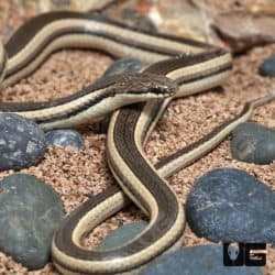 Madagascar Striped Snake (dromicodryas quadrilineatus) For Sale - Underground Reptiles