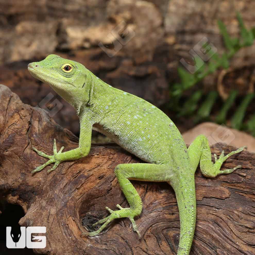 Neotropical Green Anole For Sale Underground Reptiles
