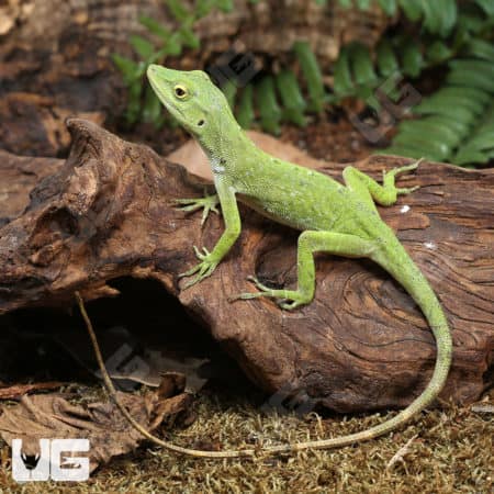 Neotropical Green Anoles (Anolis biporcatus) for sale