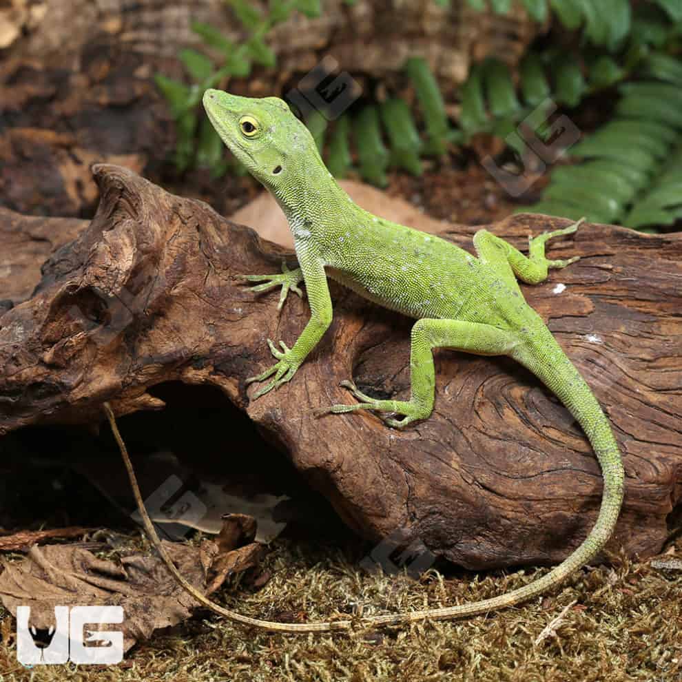 Neotropical Green Anole For Sale Underground Reptiles