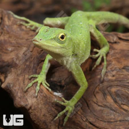 Neotropical Green Anoles (Anolis biporcatus) for sale