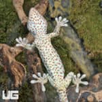 Powder Blue Tokay Gecko (Gekko gecko) For Sale - Underground Reptiles