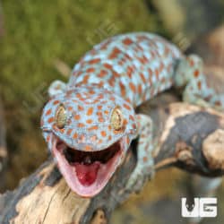 Powder Blue Tokay Gecko (Gekko gecko) For Sale - Underground Reptiles