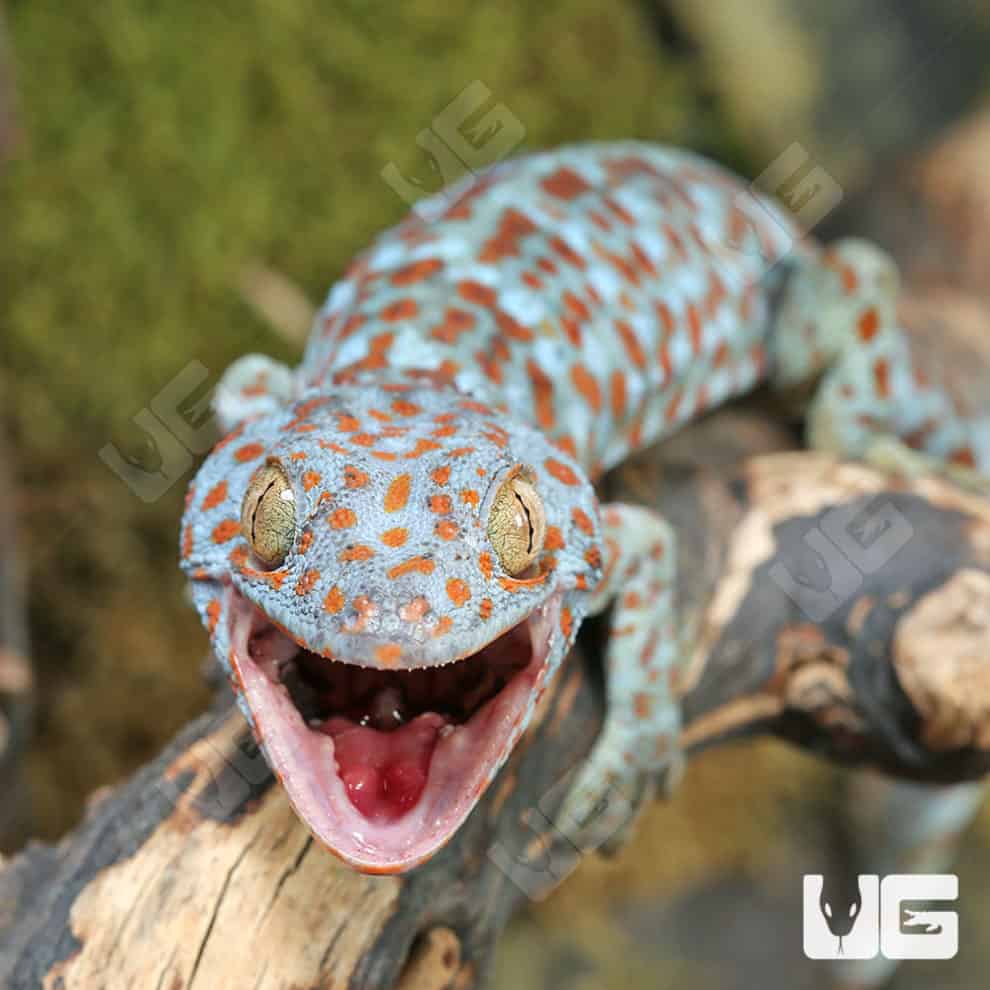 Tokay Geckos For Sale Underground Reptiles