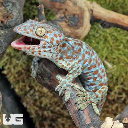 Powder Blue Tokay Gecko (Gekko gecko) For Sale - Underground Reptiles