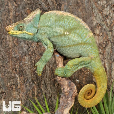 Parson’s Chameleons (Calumma parsonii) For Sale - Underground Reptiles