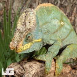 Parson’s Chameleons (Calumma parsonii) For Sale - Underground Reptiles