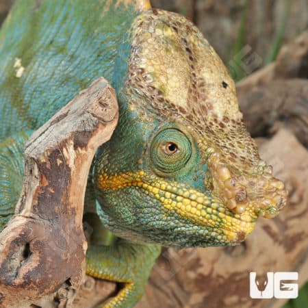 Parson’s Chameleons (Calumma parsonii) For Sale - Underground Reptiles