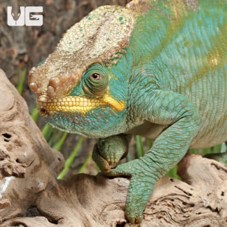 Parson’s Chameleons (Calumma parsonii) For Sale - Underground Reptiles