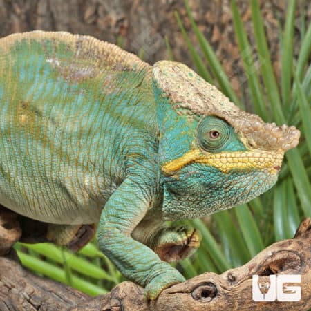 Parson’s Chameleons (Calumma parsonii) For Sale - Underground Reptiles