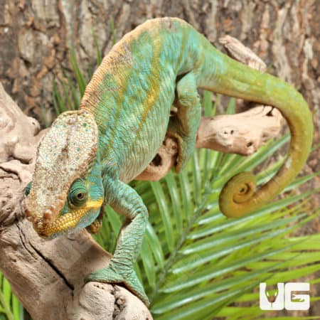 Parson’s Chameleons (Calumma parsonii) For Sale - Underground Reptiles