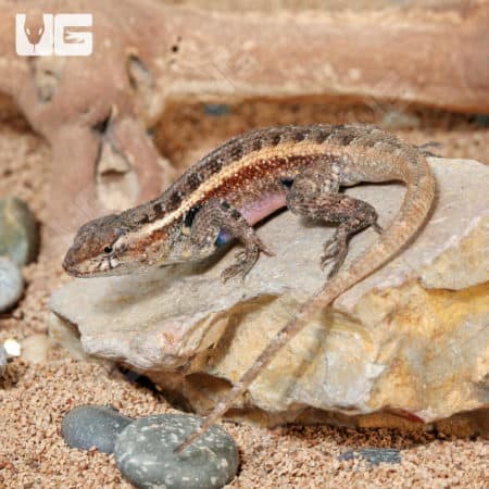 Pink Belly Swifts (Sceloporus variabilis) For Sale - Underground Reptiles