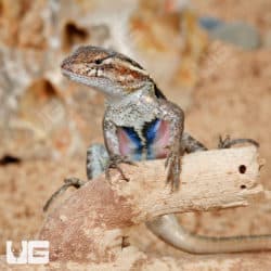 Pink Belly Swifts (Sceloporus variabilis) For Sale - Underground Reptiles