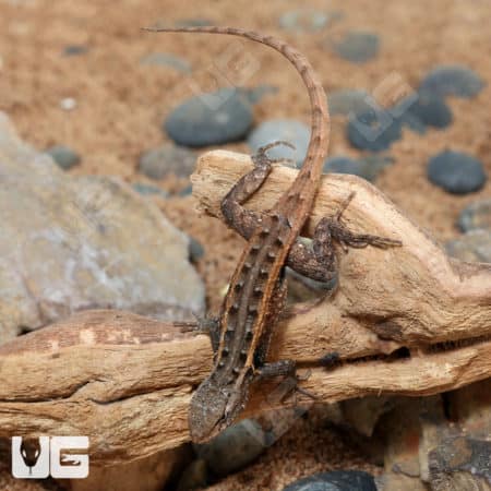 Pink Belly Swifts (Sceloporus variabilis) For Sale - Underground Reptiles