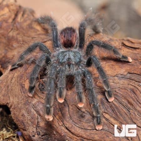 Pinktoe Tarantula (Avicularia avicularia) for sale