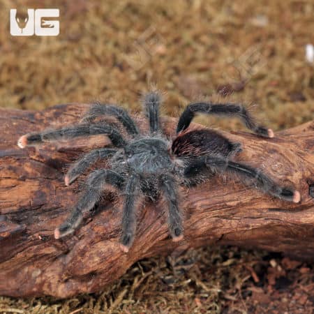 Pinktoe Tarantula (Avicularia avicularia) for sale