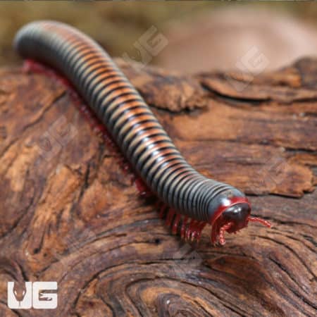 Thailand Rainbow Millipede (Atophochetus Dollfusi) For Sale - Underground Reptiles