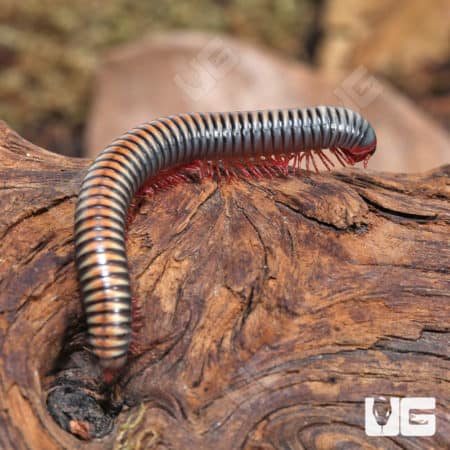 Thailand Rainbow Millipede (Atophochetus Dollfusi) For Sale - Underground Reptiles