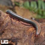 Thailand Rainbow Millipede (Atophochetus Dollfusi) For Sale - Underground Reptiles