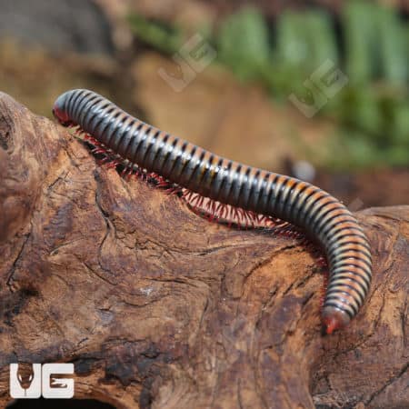 Thailand Rainbow Millipede (Atophochetus Dollfusi) For Sale - Underground Reptiles