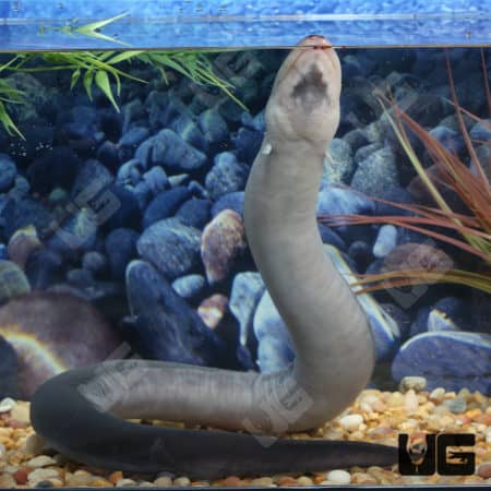 Three Toed Amphiuma (Amphiuma tridactylum) For Sale - Underground Reptiles