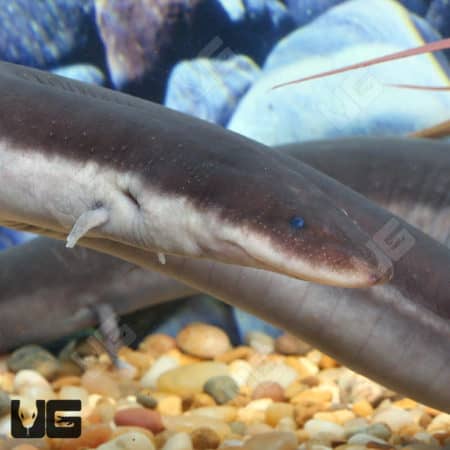 Three Toed Amphiuma (Amphiuma tridactylum) For Sale - Underground Reptiles