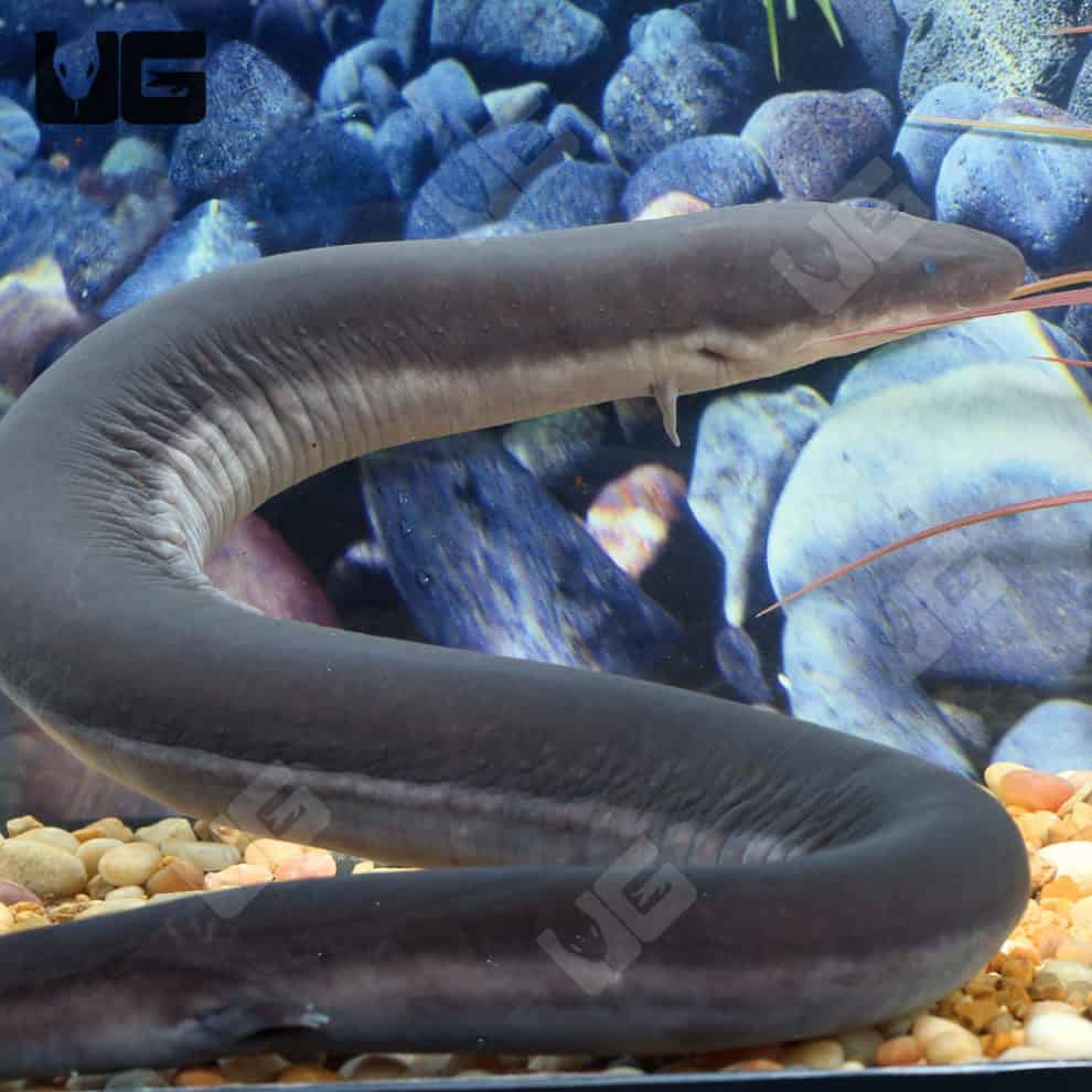 Three Toed Amphiuma (Amphiuma tridactylum) For Sale - Underground Reptiles