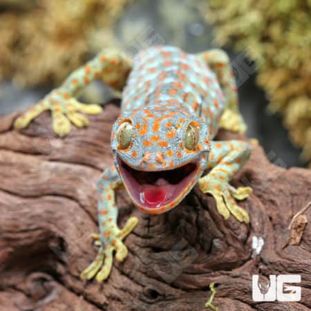 Tokay Geckos (Gekko gecko) For Sale - Underground Reptiles