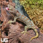 Tokay Geckos (Gekko gecko) For Sale - Underground Reptiles