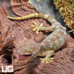 Tokay Geckos (Gekko gecko) For Sale - Underground Reptiles
