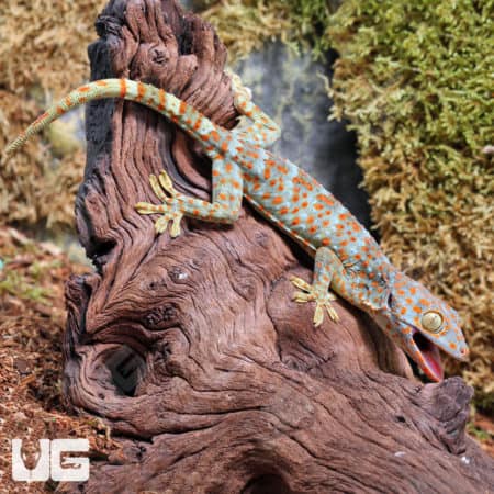 Tokay Geckos (Gekko gecko) For Sale - Underground Reptiles