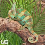 12+ Inch Veiled Chameleons (Chamaeleo calyptratus) for sale