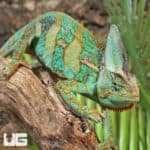12+ Inch Veiled Chameleons (Chamaeleo calyptratus) for sale