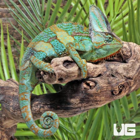 12+ Inch Veiled Chameleons (Chamaeleo calyptratus) for sale
