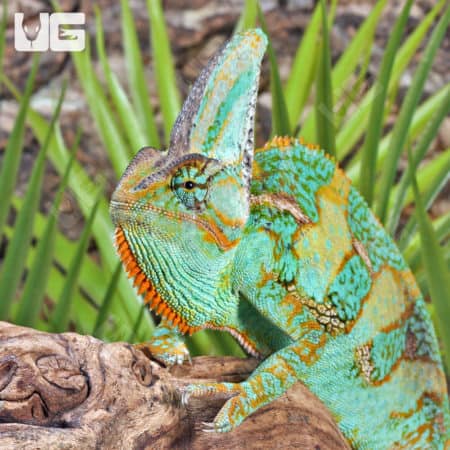 12+ Inch Veiled Chameleons (Chamaeleo calyptratus) for sale