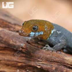 Yellow Headed Dwarf Geckos (Gonatodes albogularis fuscus) for sale