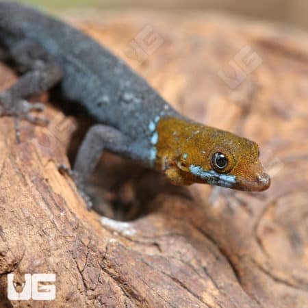 Yellow Headed Dwarf Geckos (Gonatodes albogularis fuscus) for sale