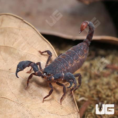 Asian Bush Scorpions (Chaerilus Celebensis) For Sale - Underground Reptiles
