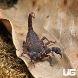 Asian Bush Scorpions (Chaerilus Celebensis) For Sale - Underground Reptiles