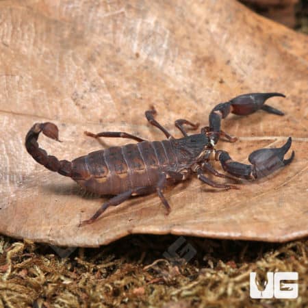 Asian Bush Scorpions (Chaerilus Celebensis) For Sale - Underground Reptiles